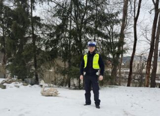 Policjanci pomogli w Inowłodzu uwięzionemu łabędziowi